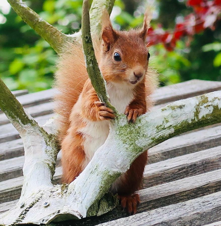 Red Squirrel Cottage Strathtay Luaran gambar